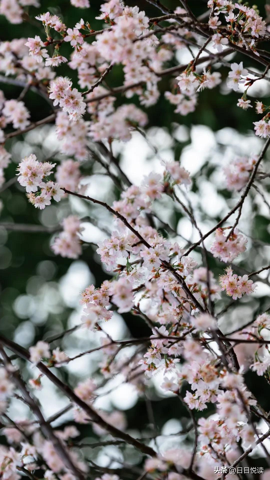 湖北荆州：石首“繁花”上大分↑即将刷爆朋友圈！