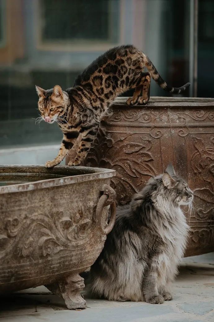 猫掉缸里怎么办,猫咪老是掉缸怎么办