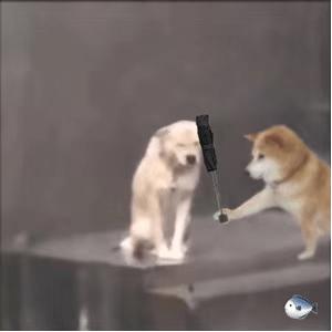 最近比较火的小狗表情包,最近特别火的小狗表情包