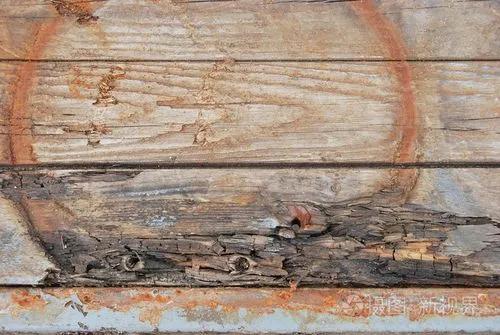 樟子松木材防腐吗,樟子松板材会发霉吗