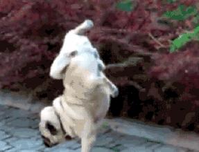 巴哥犬的4个缺点是什么,揭秘巴哥犬各种动作