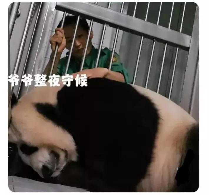 福宝是自然受孕的熊猫宝宝吗,爱宝和福宝自然受孕