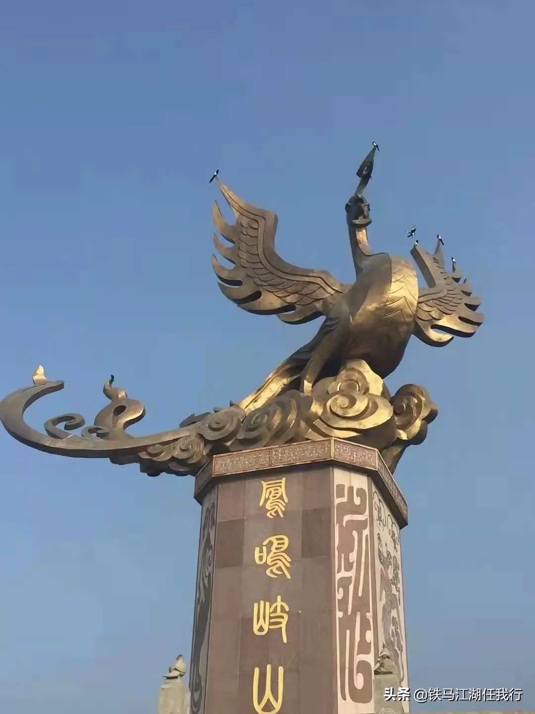 凤凰山锦鸡,凤凰山出现白腹锦鸡