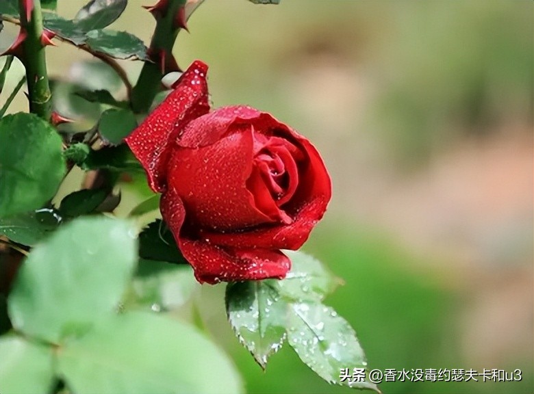 十大网红香水值得入手吗,今年网红香水