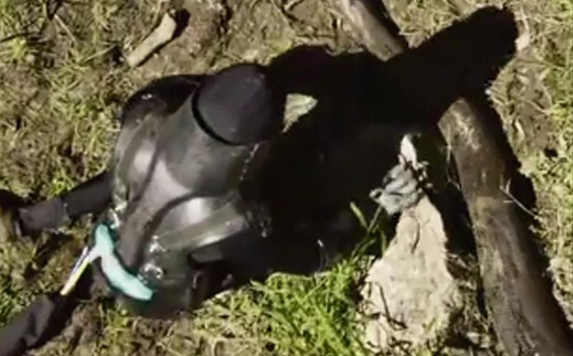 如果你突然被蛇吞下，能否划开蛇肚出逃？科学家作死实验走进蛇窝