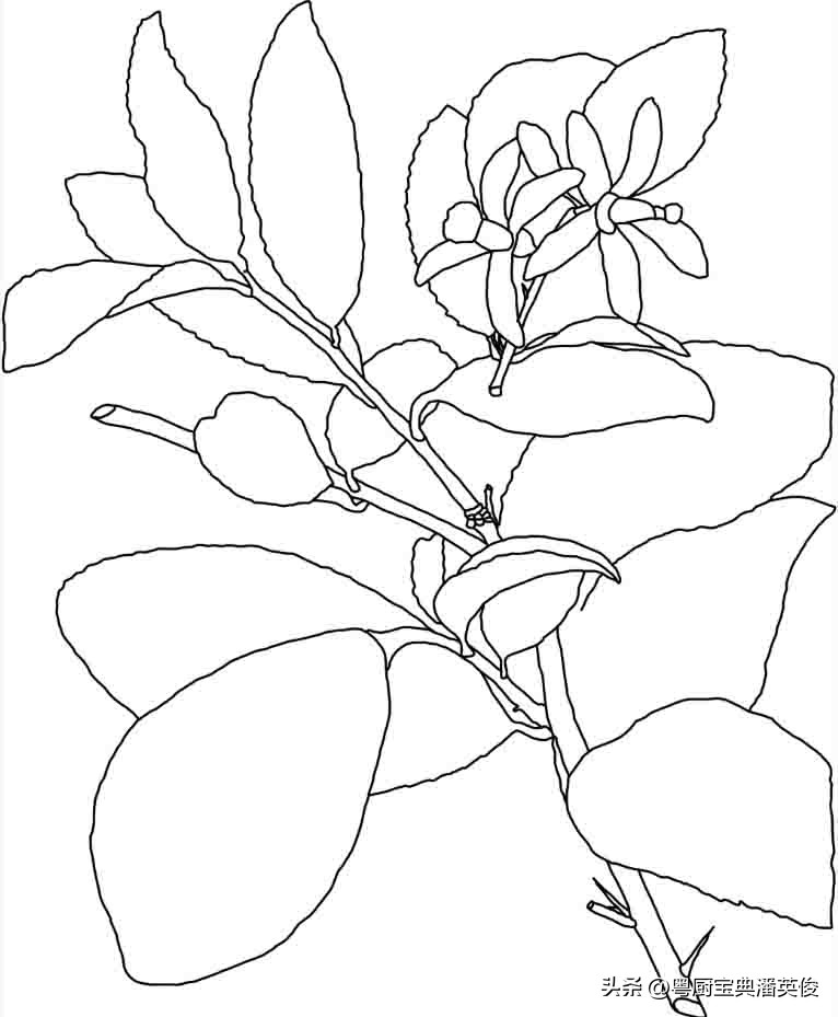 香料知识灵香草,香料知识百科