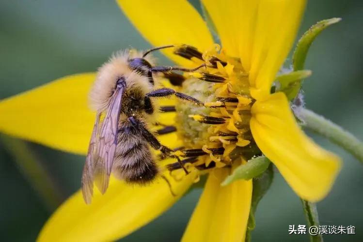 苏云金杆菌杀虫剂对蜜蜂有害吗,苏云金芽孢杆菌对蜜蜂有害吗