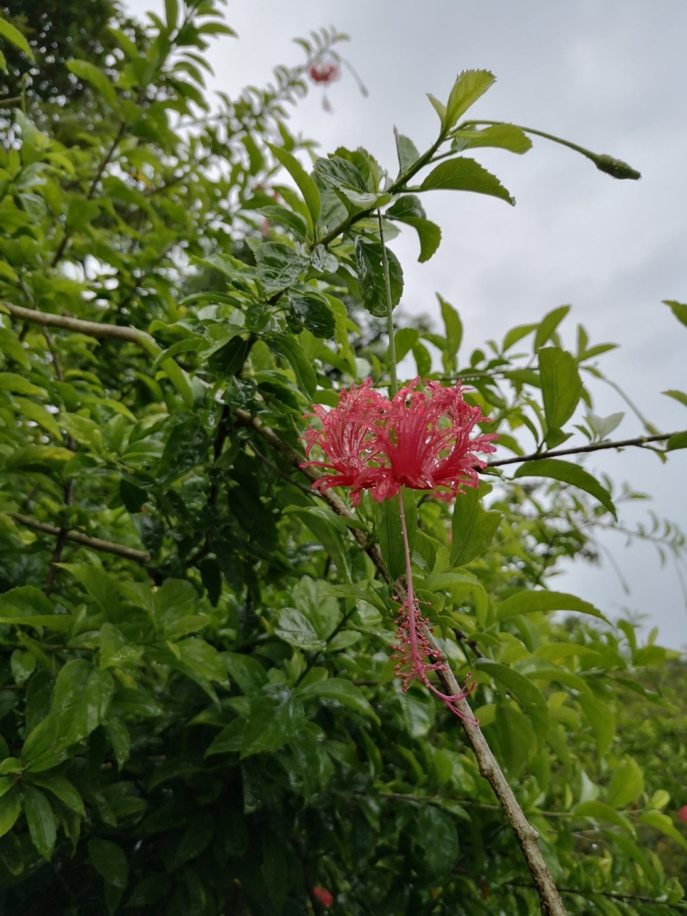 暑期档2019年,2019年暑期档