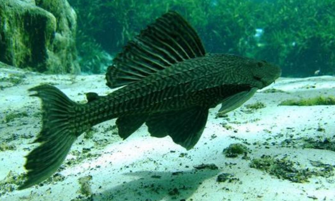 野外清道夫怎么才能消灭,清道夫泛滥成灾怎么处理