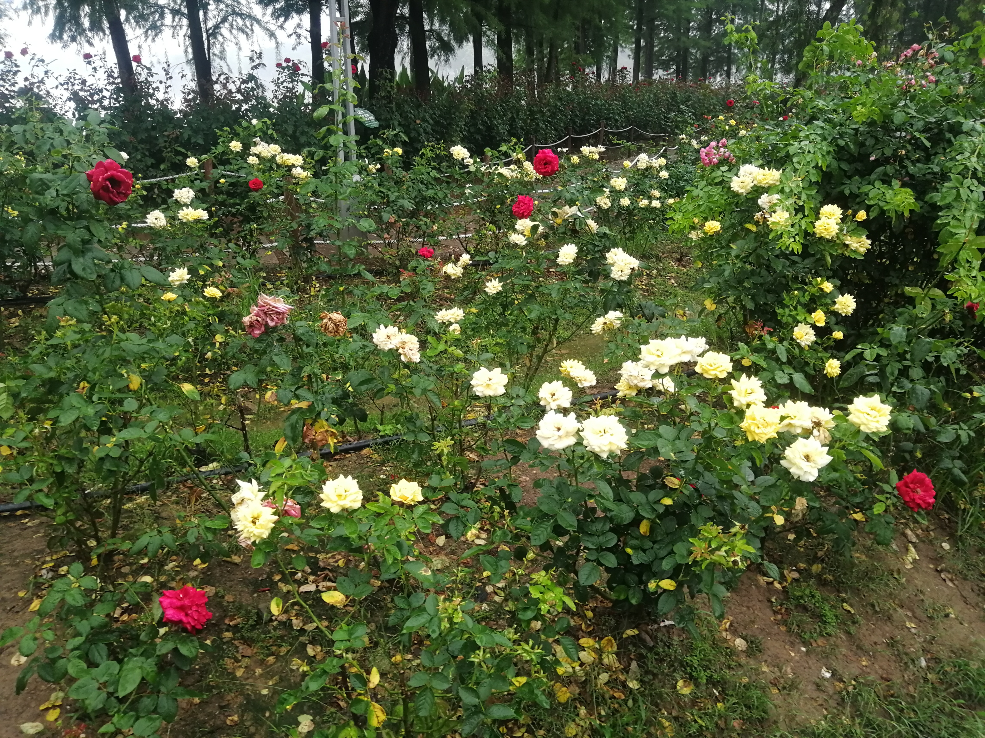 打卡广州地铁7号线,打卡广州最美7公里