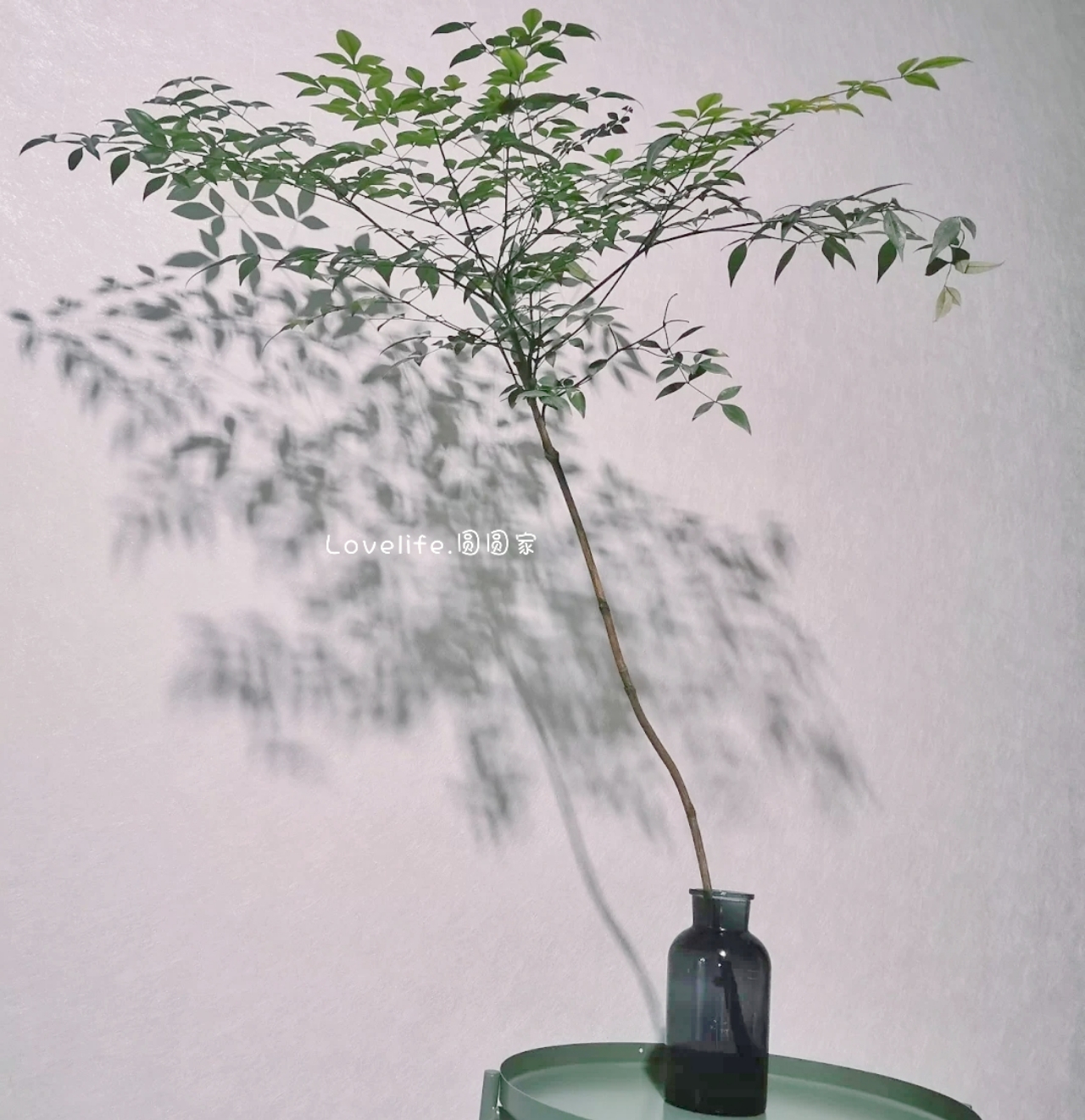 极简省钱又环保的居家生活,4款高颜值家居绿植