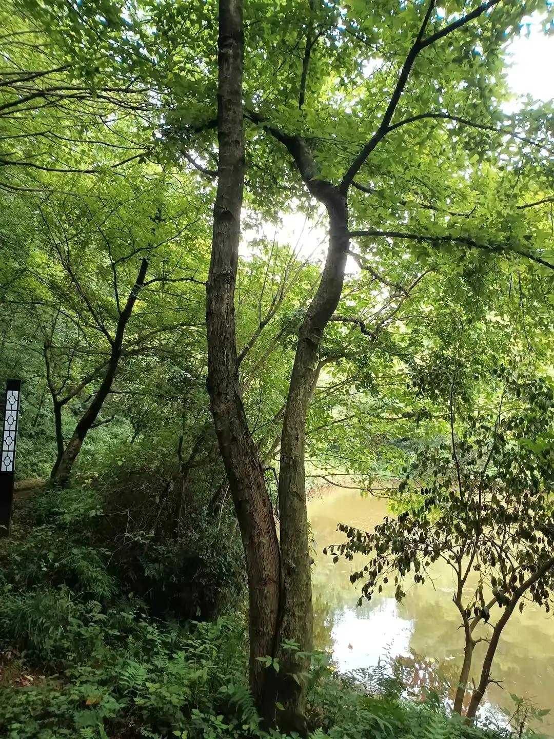 原创诗词绝句10首,七言绝句古诗一首