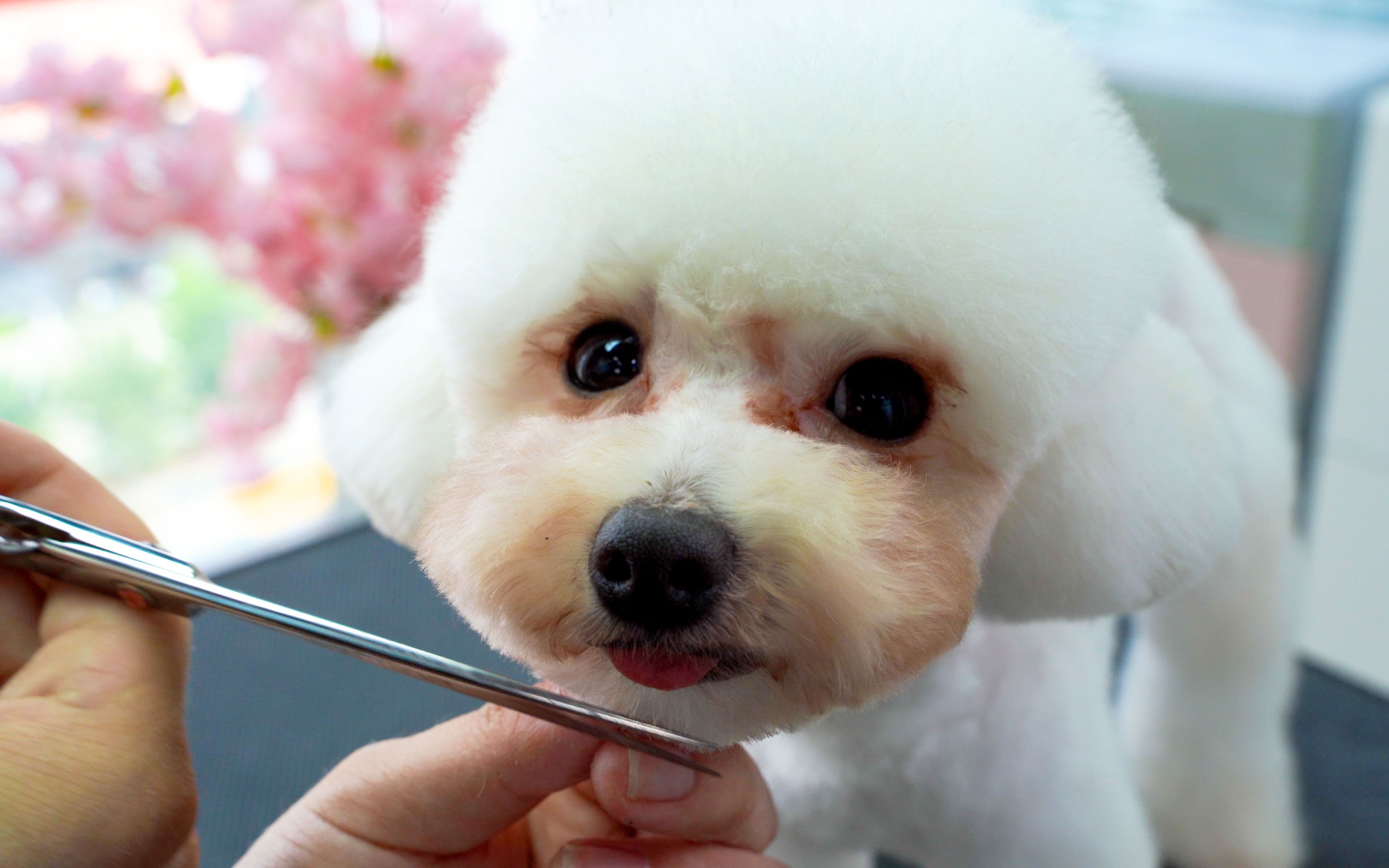 什么狗粮去泪痕和美毛效果好,什么狗粮能去泪痕