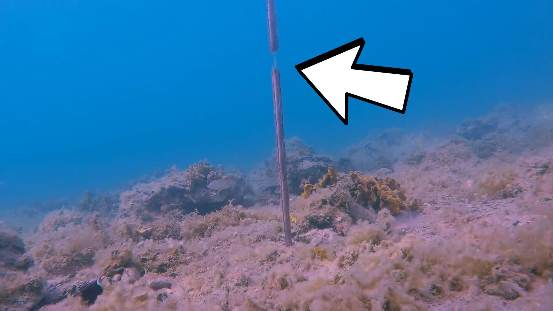 博比特虫遭遇人类袭击,巨型博比特虫