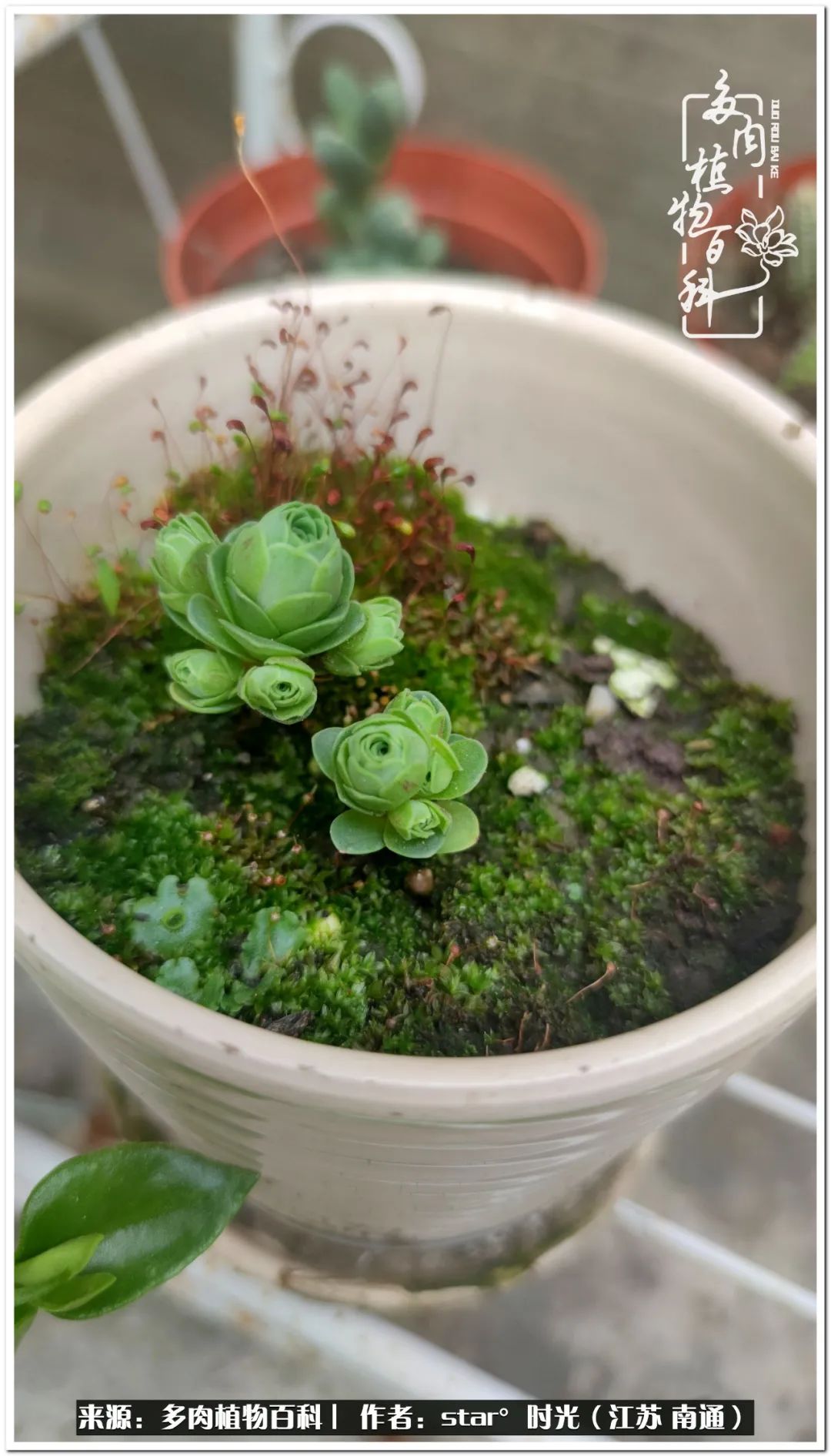 养花草怡心怡情,一棵多肉治愈心情