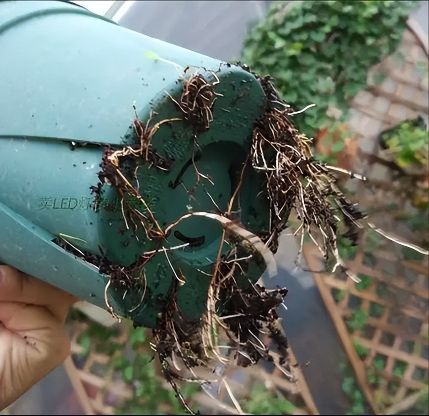 加仑盆和普通盆有什么不同,怎样识别加仑盆和普通盆