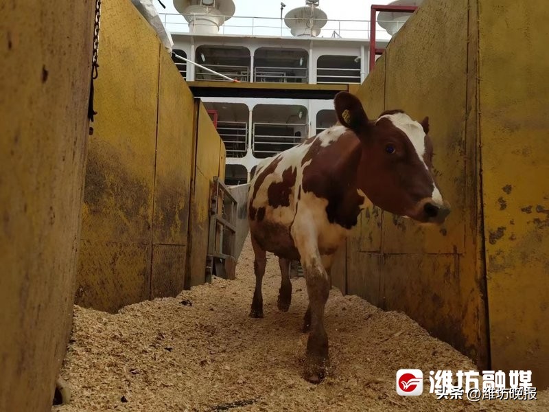 潍坊山东成绩,山东港口集团年度业绩