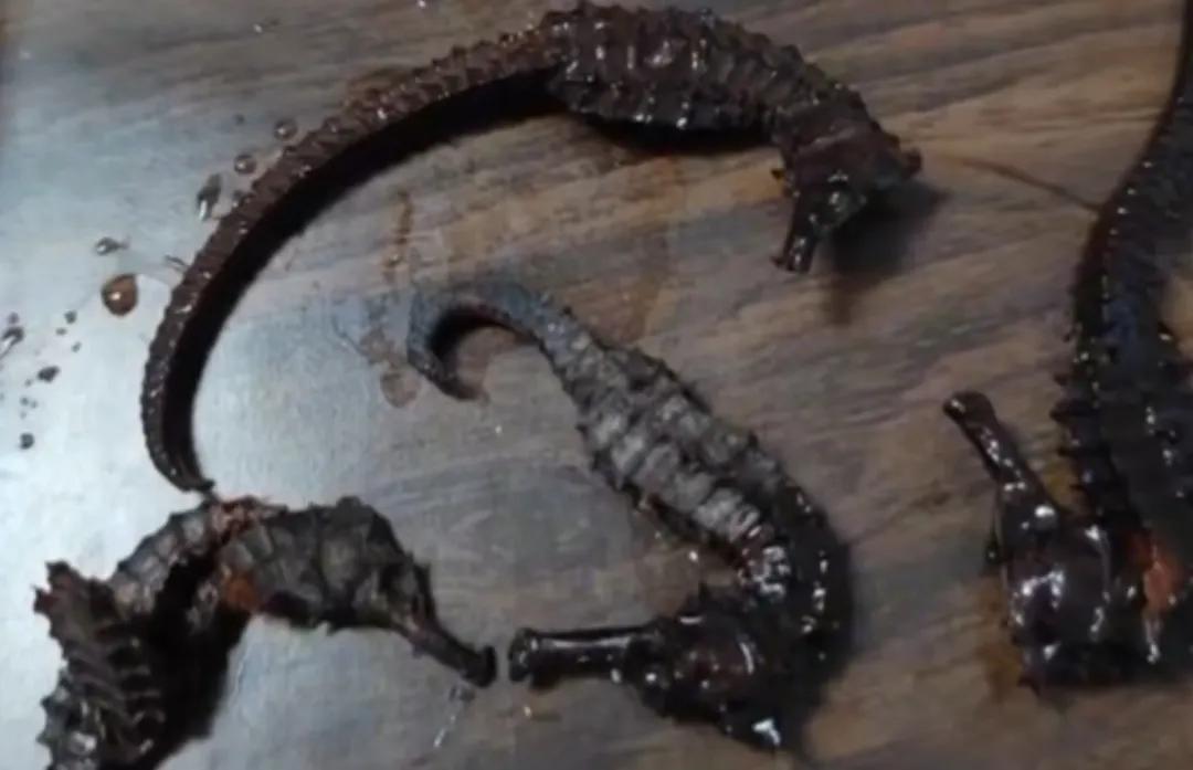 泡了2年药酒的“海马”竟是“塑料”？买之前一定要学会如何鉴别