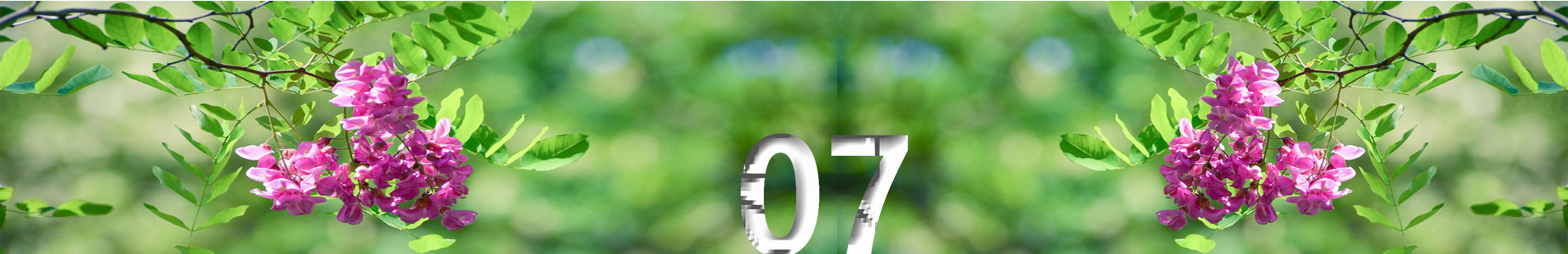 写槐花美的诗句,描写槐花清新淡雅香气四溢的诗句