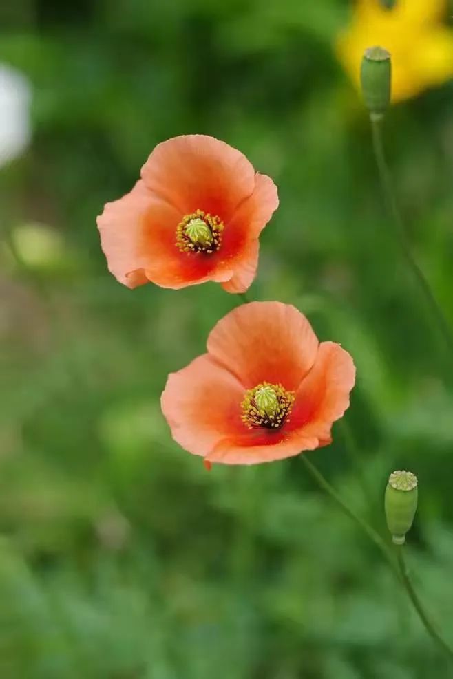 *粟罂**花,珍爱生命,远离*品毒**|花名册No.00076