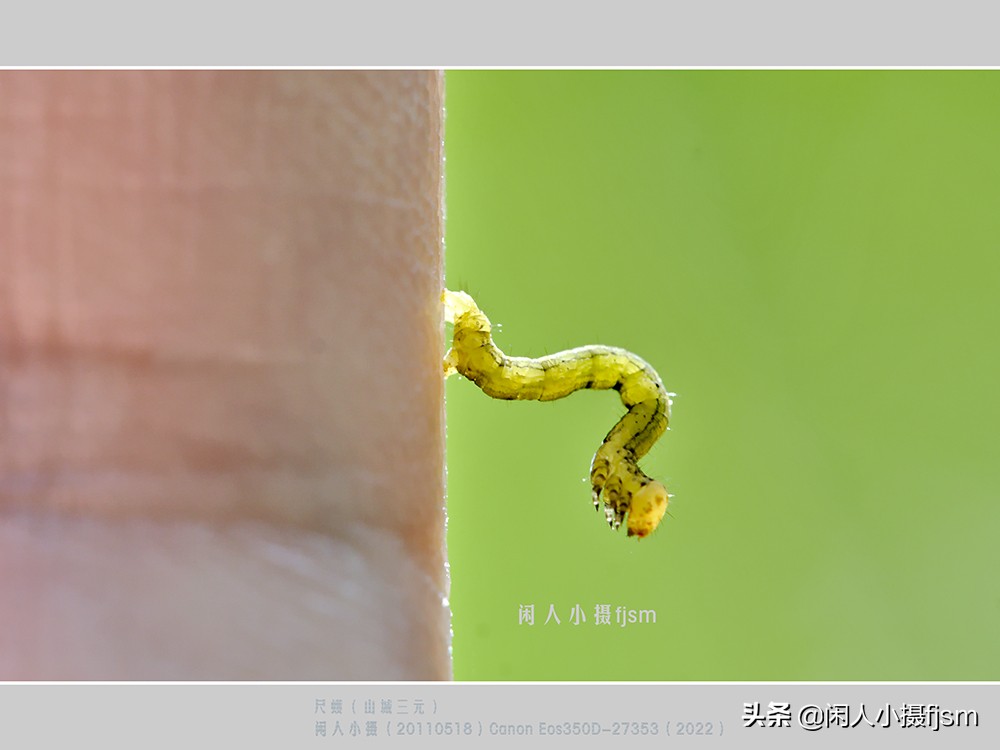 近距离拍摄昆虫小动物,常见昆虫微距摄影活动