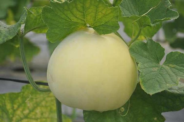 女生来“例假”时，尽量不要碰7种水果，别等“停经”了才后悔