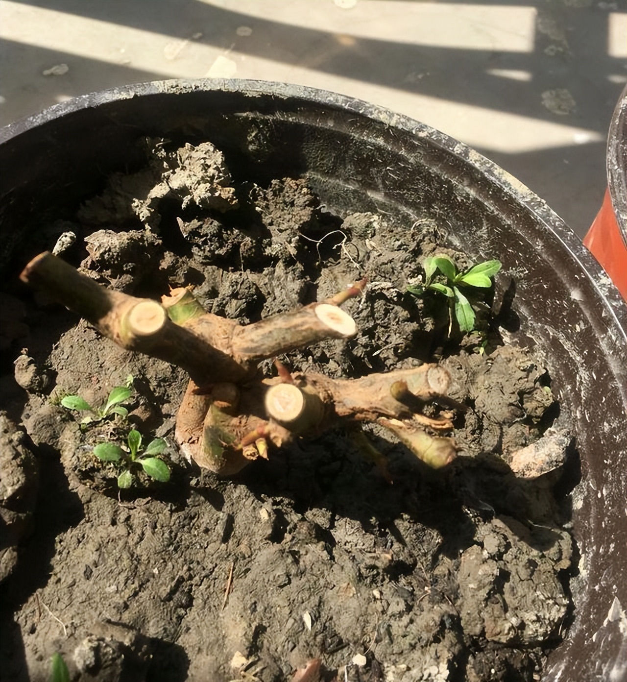 玫瑰老桩叶子掉光了怎么办,玫瑰老桩几天出叶