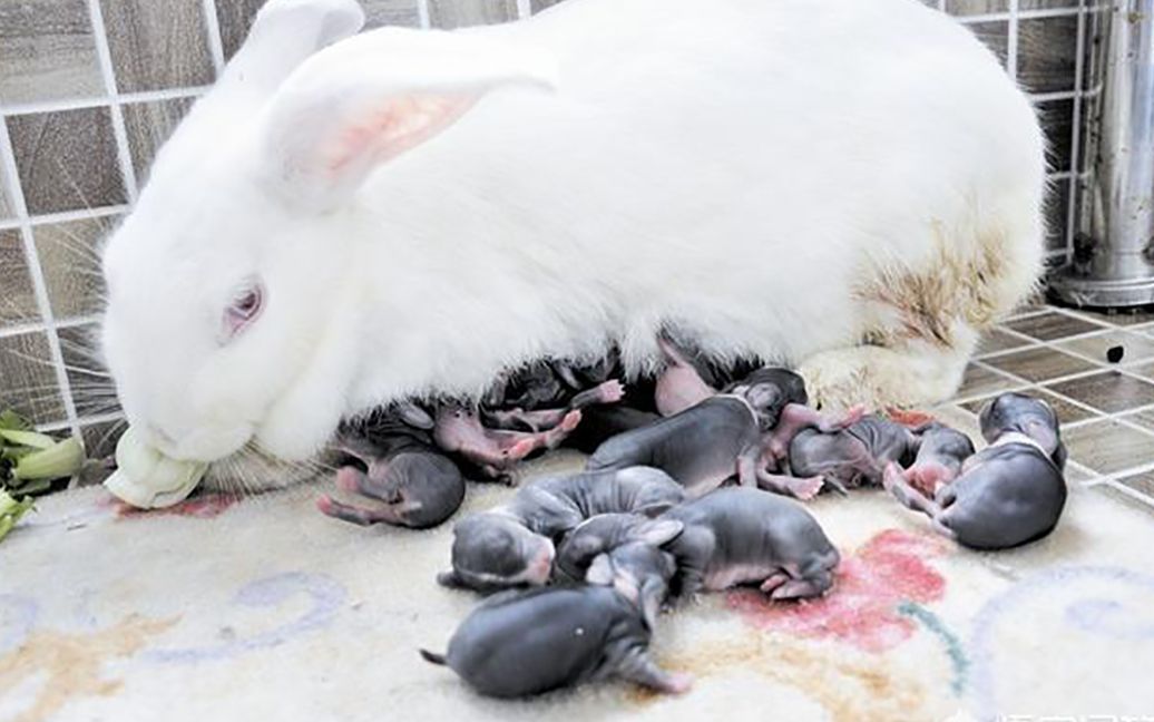 2023年是黑兔年还是木兔年,2023年被称为黑兔年为什么