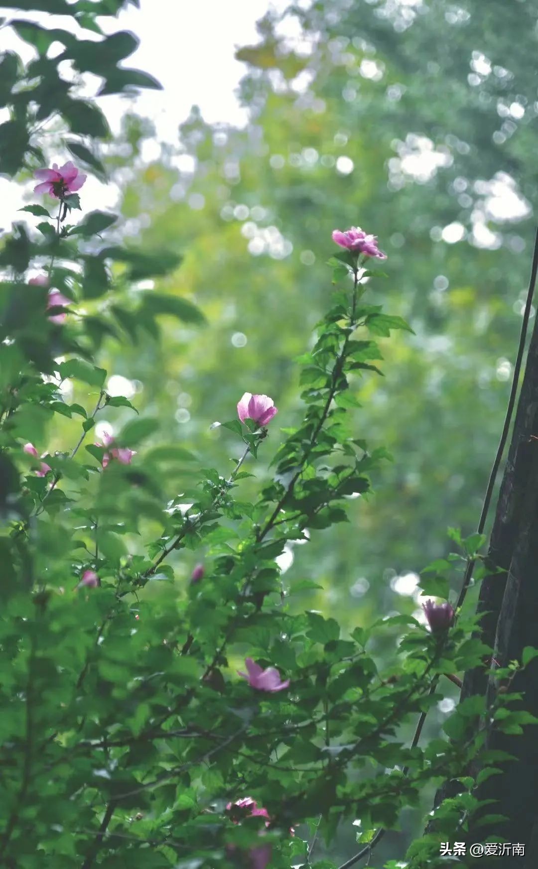 鏈ㄦЭ鏌旂殑灏忚,鏌旂矇绾㈠績閲嶇摚鏈ㄦЭ淇壀