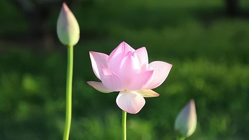 毒教材引发全社会反思,毒教材须引发社会反思