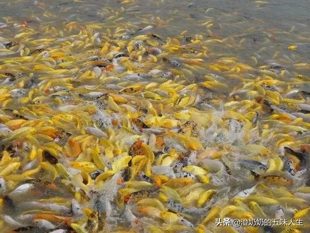 天津宁河七里海现在有什么玩的,宁河七里海五一