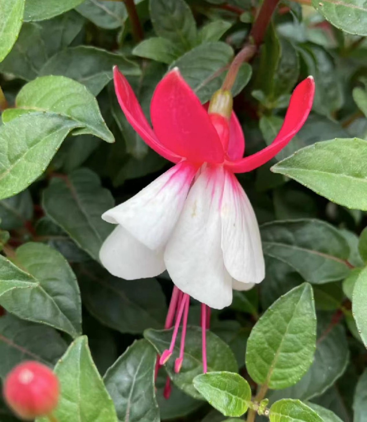 彩云悬挂天穹，鲜花似灯笼，浅析倒挂*钟金**培植和病虫害防治