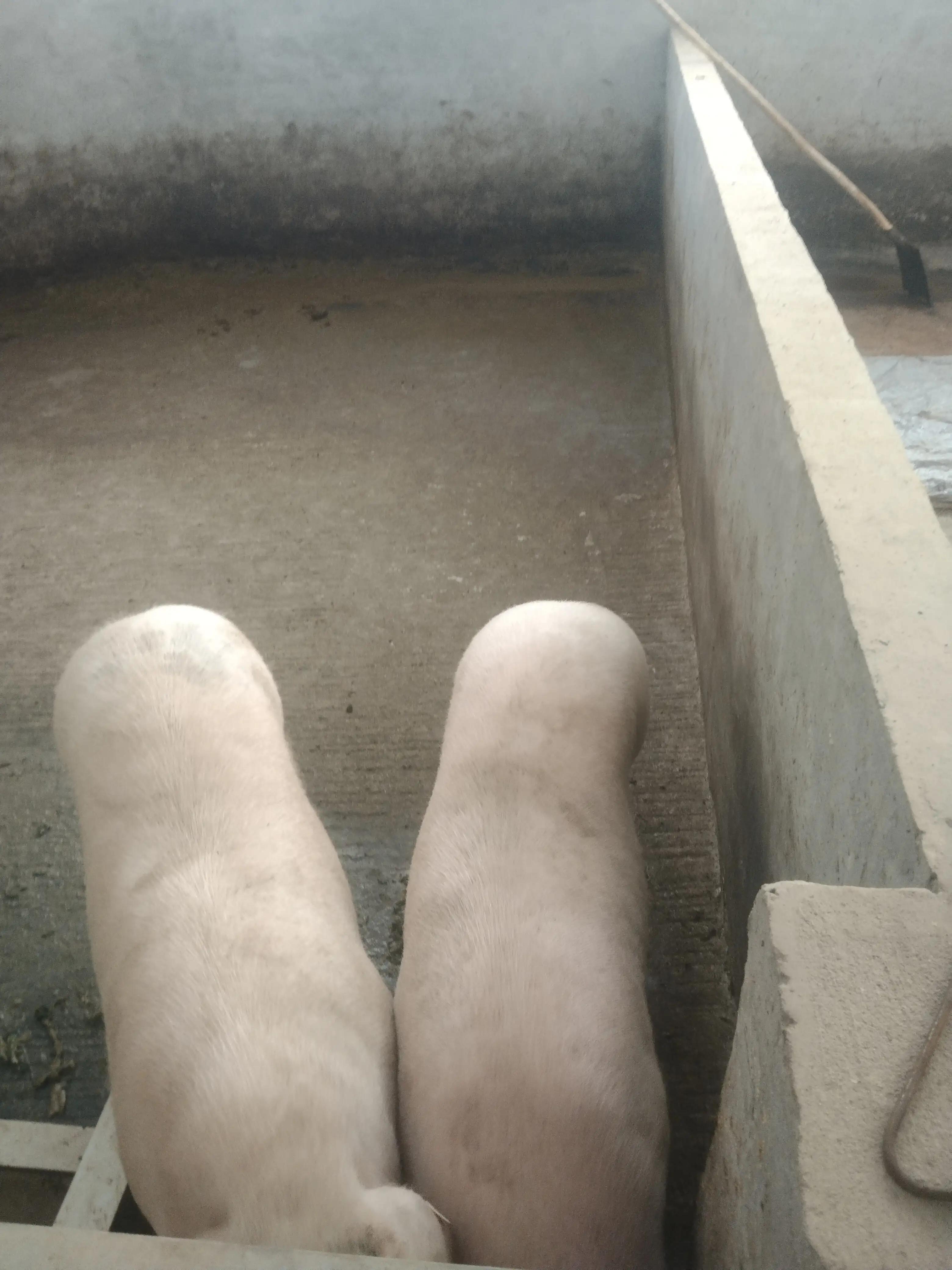 温氏养猪养殖户加盟需要什么条件,温氏养猪加盟合作模式