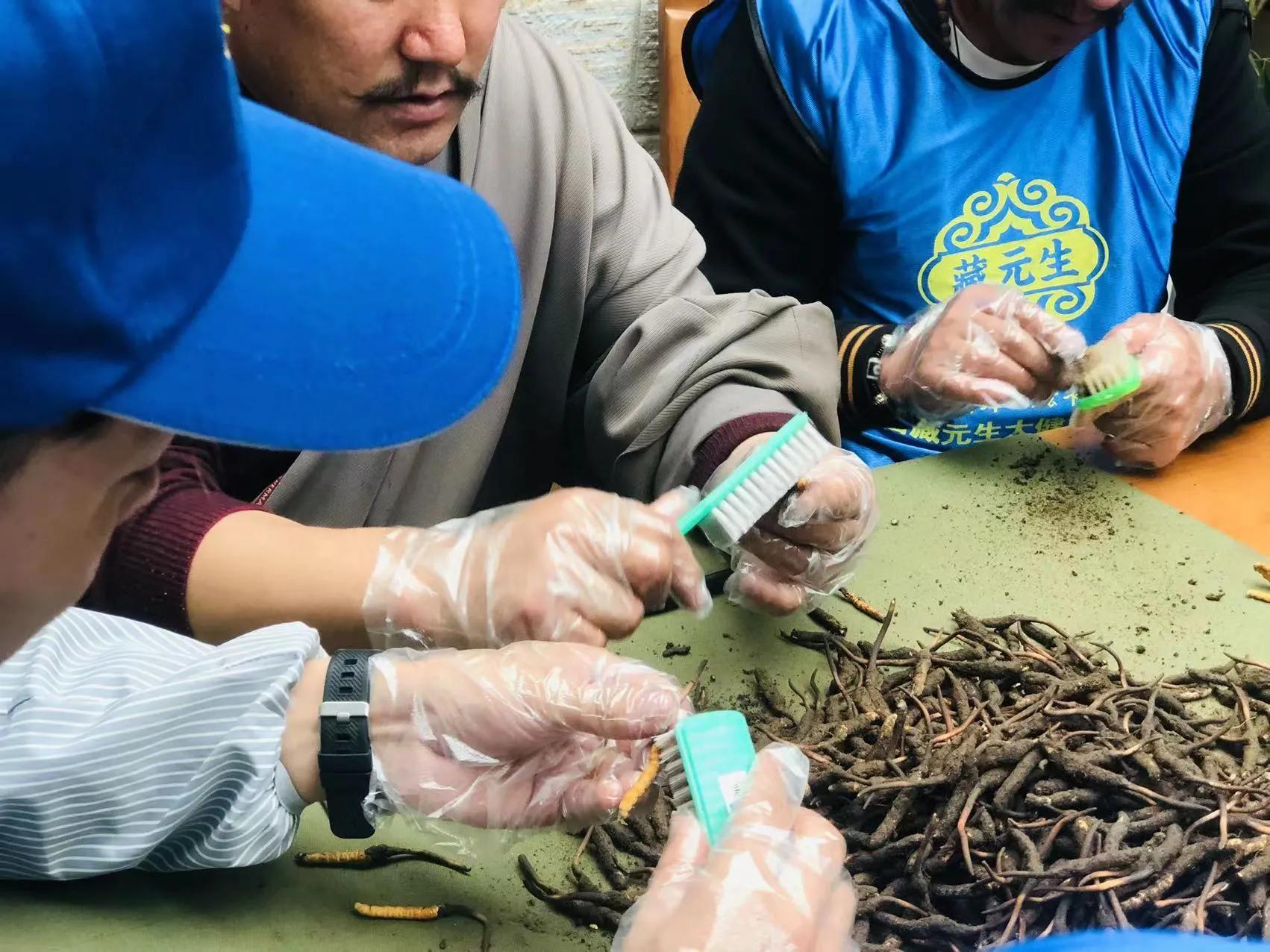 冬虫草挑选,特色冬虫夏草选购商城