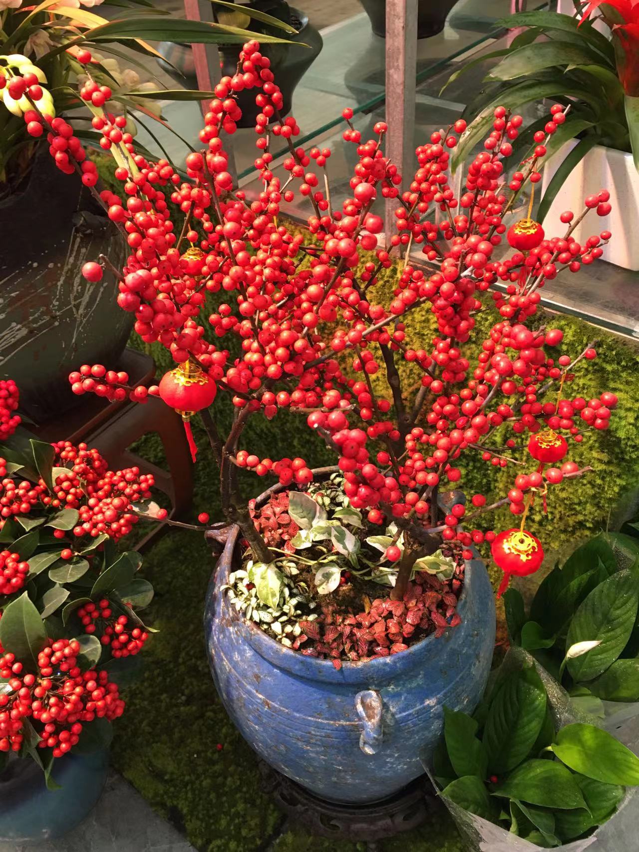 成都春天花卉市场哪里最便宜,成都温江区最便宜的花卉市场