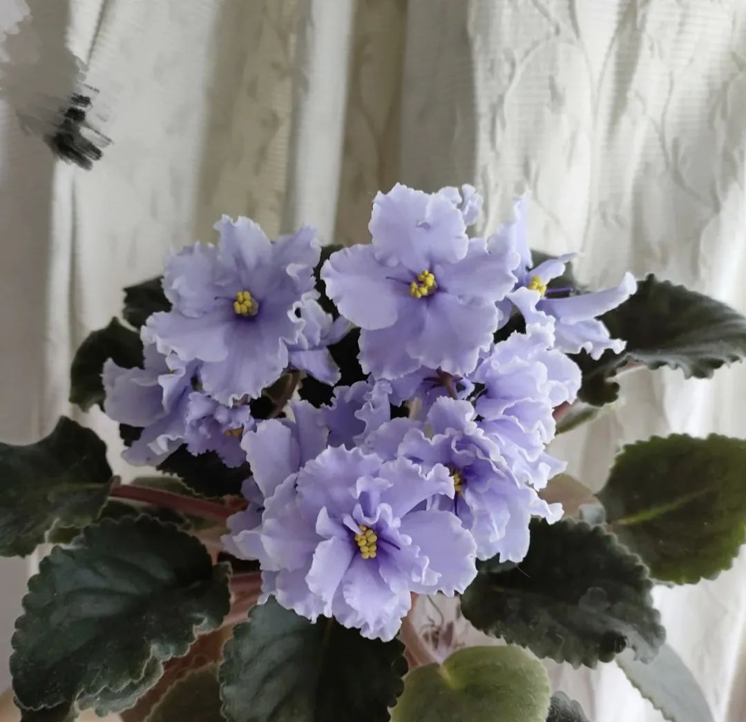 最适合新手养的4种花太好养,超迷人的3种花好养易活