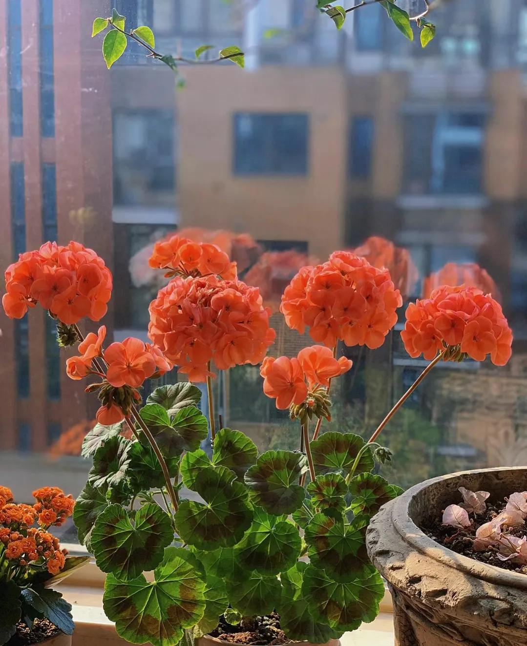 90后将天台改造成空中花园,90后姑娘回家改造楼顶花园