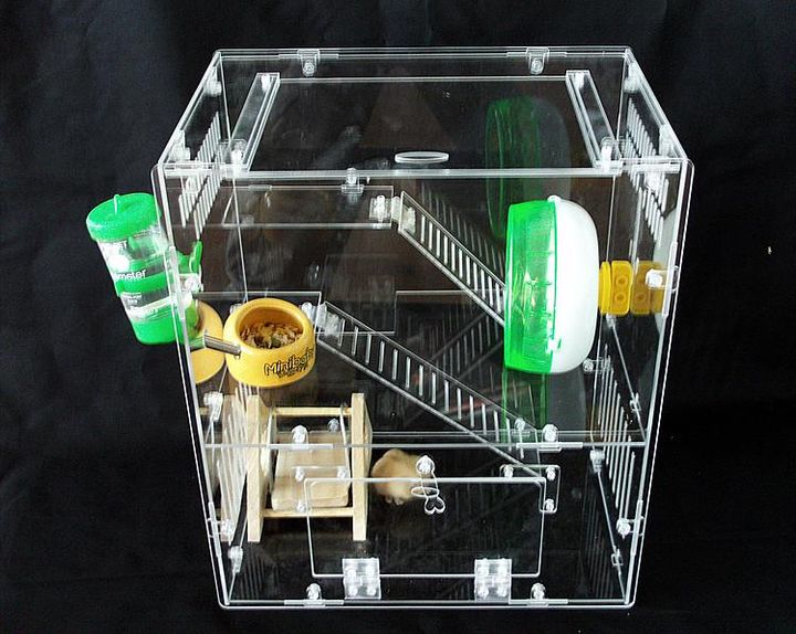 新手怎么养仓鼠教程,新手如何正确养仓鼠