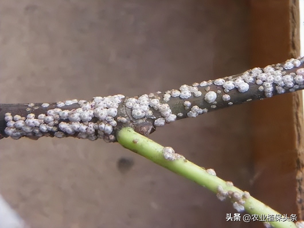 外来入侵物种动物名单,外来物种昆虫有哪些