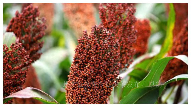 中国哪里的白酒最好喝排名,国内各省最好喝的白酒