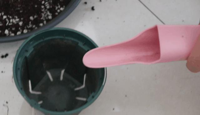 中国十大稀有珍贵菊花品种图片,一年四季开花的菊花有哪些品种