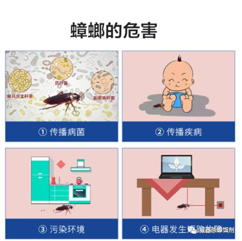 怎么挑选蟑螂最好,怎么样挑选优质的蟑螂饵剂