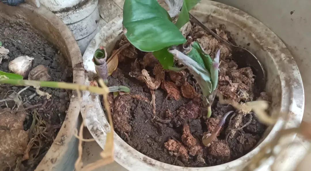 生姜能晒成干姜吗,生姜放蔫了还能吃吗