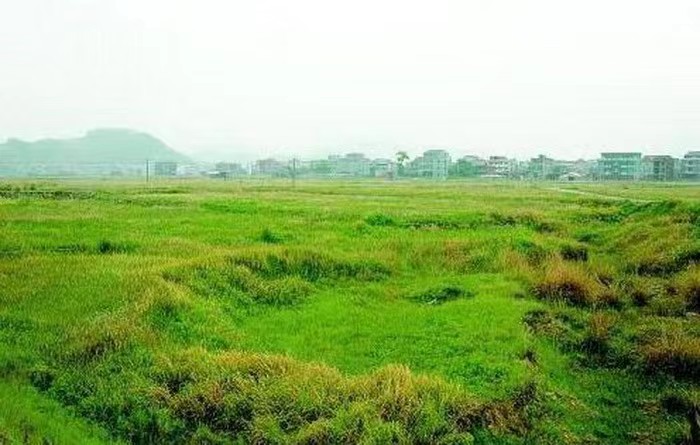 一个人养鹅一年赚多少钱,农民养鹅5年终致富轻松年入15万