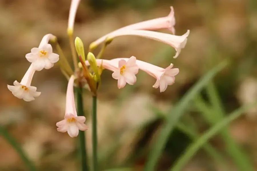 春夏之交，越来越多的花含苞欲放，这一百种娇媚蓓蕾真是美不胜收