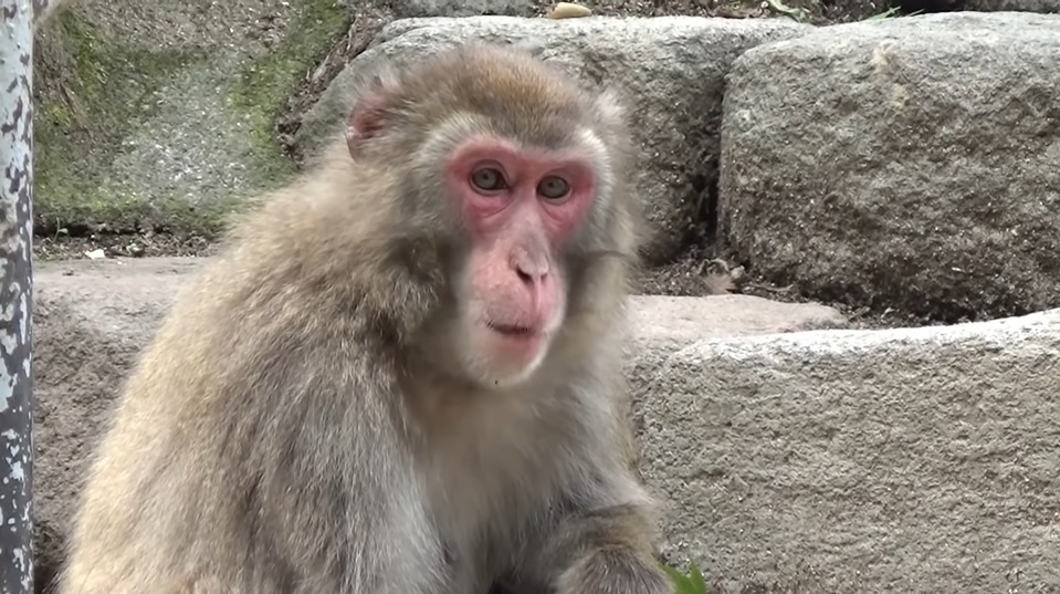 日本母猴称王,日本母猴王现状