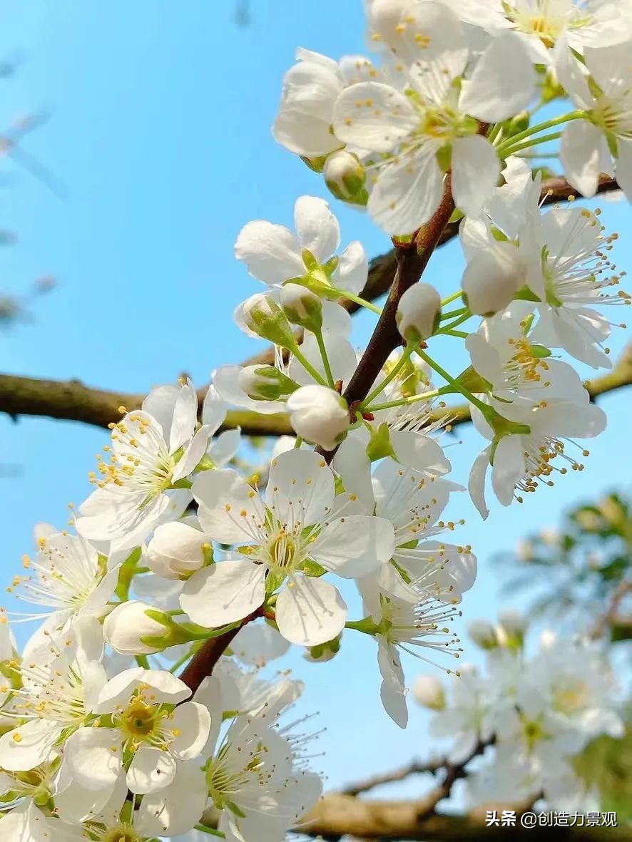 一花一草一世界原创花草,一花一草一世界赏花享受最好时光