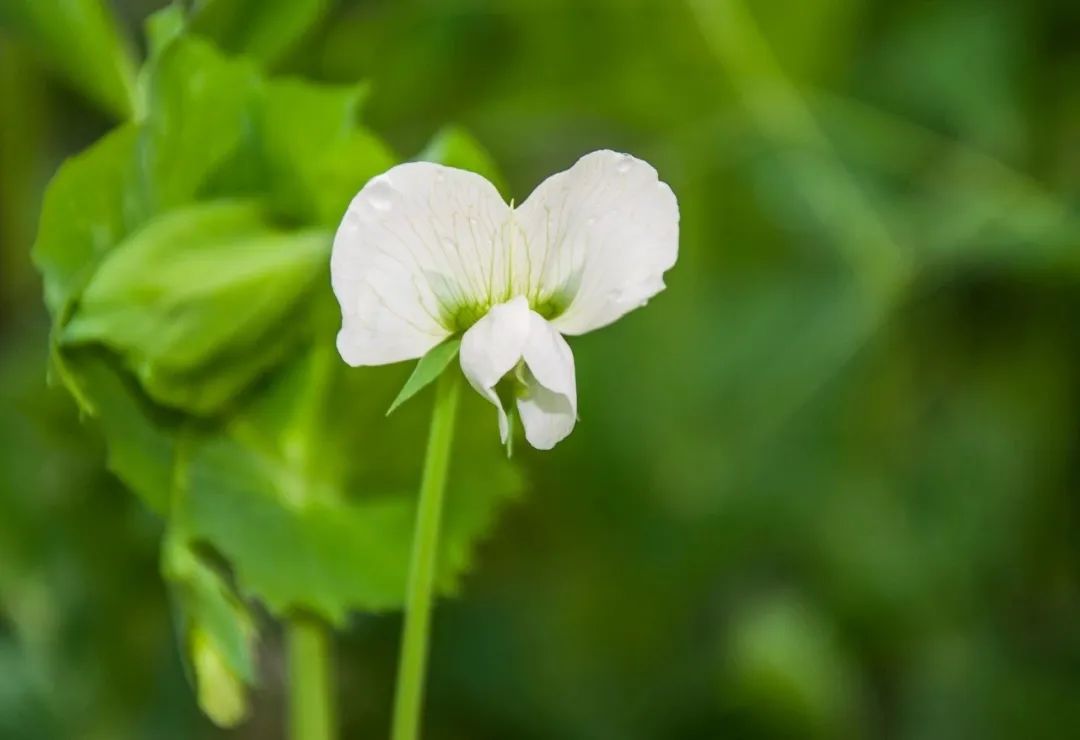 40首赞美早春的诗句,早春古诗词经典名句