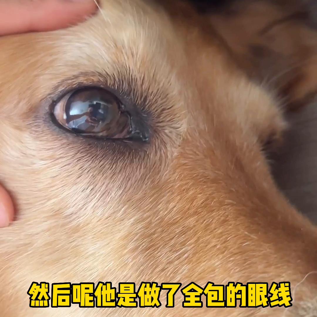 狗狗的品种信息以及养狗知识,盘点各种狗狗长大以后的样子