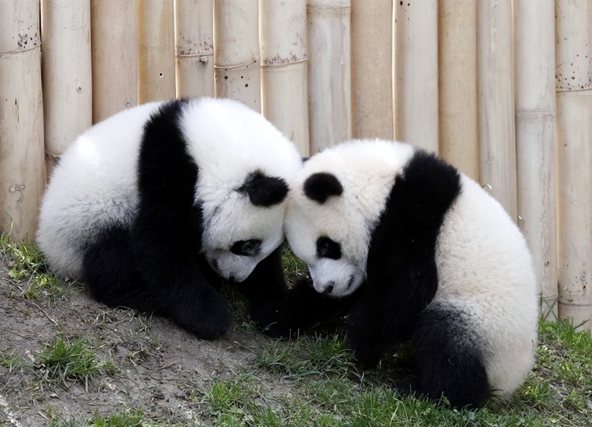 充满想象力的动物图片100张,卡通动物图片大全可爱